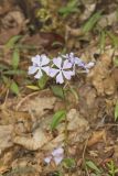 Wild Blue Phlox, Phlox divaricata