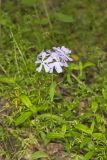 Wild Blue Phlox, Phlox divaricata