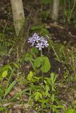 Wild Blue Phlox, Phlox divaricata