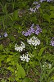Wild Blue Phlox, Phlox divaricata