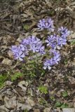 Wild Blue Phlox, Phlox divaricata