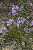 Wild Blue Phlox, Phlox divaricata