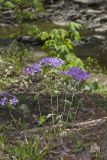 Wild Blue Phlox, Phlox divaricata