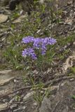 Wild Blue Phlox, Phlox divaricata