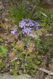 Wild Blue Phlox, Phlox divaricata