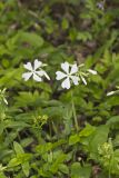 Wild Blue Phlox, Phlox divaricata