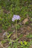 Wild Blue Phlox, Phlox divaricata
