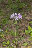 Wild Blue Phlox, Phlox divaricata