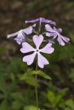 Wild Blue Phlox, Phlox divaricata