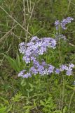 Wild Blue Phlox, Phlox divaricata
