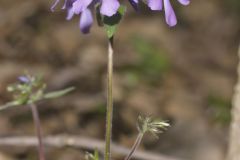 Wild Blue Phlox, Phlox divaricata