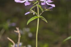 Wild Blue Phlox (Phlox divaricata)