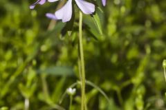 Wild Blue Phlox (Phlox divaricata)