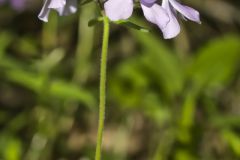 Wild Blue Phlox (Phlox divaricata)