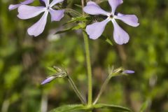 Wild Blue Phlox (Phlox divaricata)