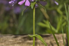 Wild Blue Phlox (Phlox divaricata)