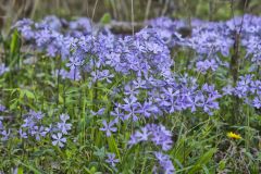 Wild Blue Phlox (Phlox divaricata)