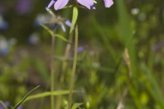 Wild Blue Phlox, Phlox divaricata