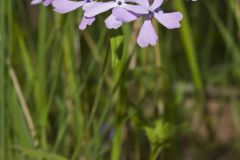 Wild Blue Phlox, Phlox divaricata