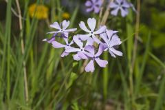 Wild Blue Phlox, Phlox divaricata
