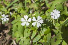 Wild Blue Phlox, Phlox divaricata