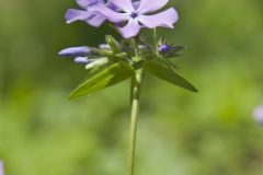 Wild Blue Phlox, Phlox divaricata