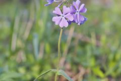 Wild Blue Phlox, Phlox divaricata