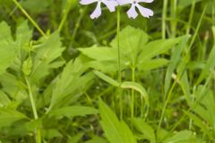 Wild Blue Phlox, Phlox divaricata