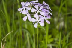 Wild Blue Phlox, Phlox divaricata