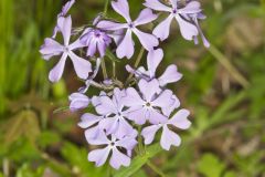 Wild Blue Phlox, Phlox divaricata