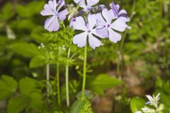 Wild Blue Phlox, Phlox divaricata