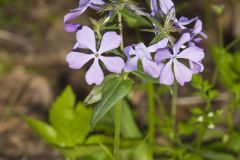 Wild Blue Phlox, Phlox divaricata