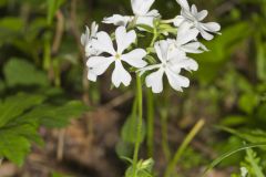 Wild Blue Phlox, Phlox divaricata