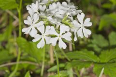 Wild Blue Phlox, Phlox divaricata