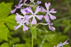 Wild Blue Phlox, Phlox divaricata