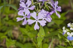 Wild Blue Phlox, Phlox divaricata