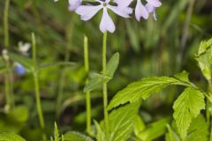 Wild Blue Phlox, Phlox divaricata