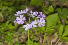 Wild Blue Phlox, Phlox divaricata