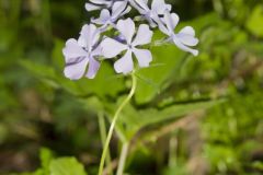 Wild Blue Phlox, Phlox divaricata