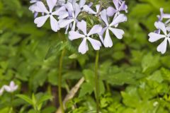 Wild Blue Phlox, Phlox divaricata