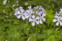 Wild Blue Phlox, Phlox divaricata