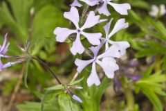 Wild Blue Phlox, Phlox divaricata