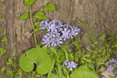 Wild Blue Phlox, Phlox divaricata