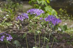 Wild Blue Phlox, Phlox divaricata