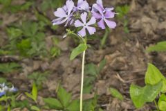 Wild Blue Phlox, Phlox divaricata