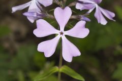 Wild Blue Phlox, Phlox divaricata