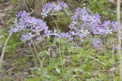 Wild Blue Phlox, Phlox divaricata