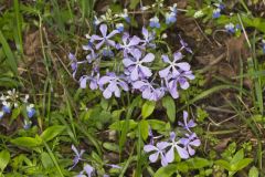 Wild Blue Phlox, Phlox divaricata