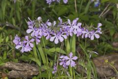 Wild Blue Phlox, Phlox divaricata
