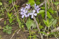 Wild Blue Phlox, Phlox divaricata